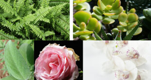 أتؤمنون بطاقة النباتات ؟ إليكم 15 نبتة تجلب الطاقة الإيجابية إلى حياتكم