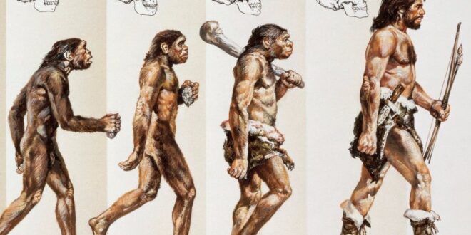 علماء يفجرون مفاجأة: أصل الانسان ليس قرداً وانما... ؟