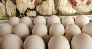 مدير حماية المستهلك: البيض والفروج تباع بخسارة حالياً