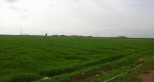 انحباس المطر يهدد الزراعة في الجزيرة السورية