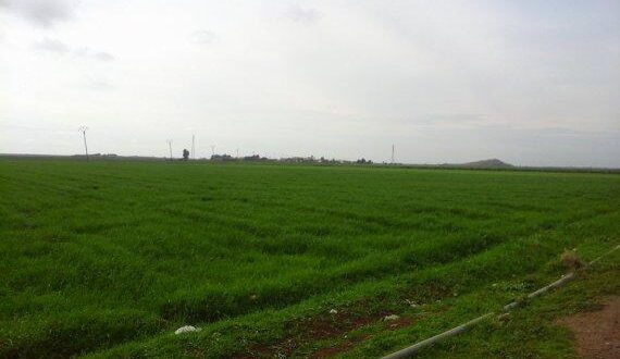 انحباس المطر يهدد الزراعة في الجزيرة السورية