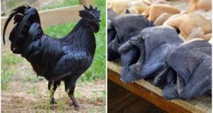 بالصور: الدجاج الأسود يقدر ثمنه بالذهب وبيضه بالفضة!!