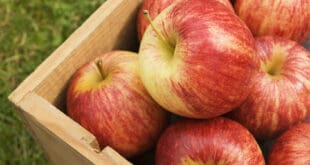الأردن يعرقل تصدير موسم التفاح من سوريا