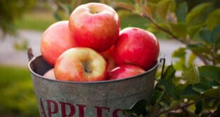 تناول تفاحة في اليوم تغنيك عن زيارة الطبيب.. حقيقة أم خرافة؟