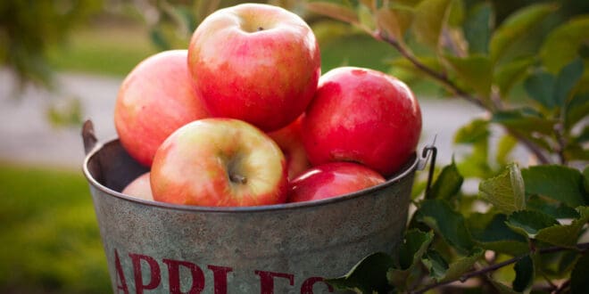 تناول تفاحة في اليوم تغنيك عن زيارة الطبيب.. حقيقة أم خرافة؟