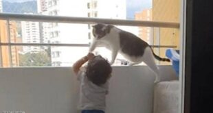 فيديو مؤثر.. قطة تنقذ طفلا من الموت