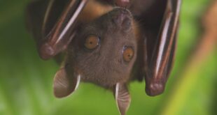 مفاجأة صادمة.. ظهور فيروس قاتل جديد تنقله الخفافيش يُثير قلق العلماء