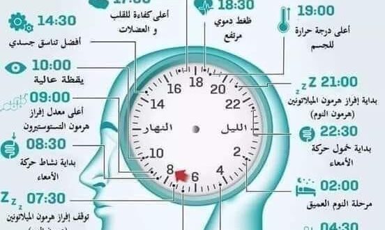 أسرار الساعة البيولوجية لجسم الإنسان ..وعلاقتها بالتخلص من السموم