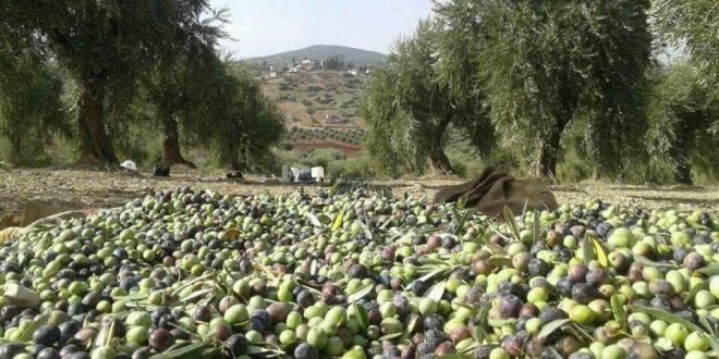 رحلة زيت الزيتون السوري.. من عفرين إلى الولايات المتحدة عبر تركيا