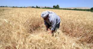 سوريا: مخاوف على محصول القمح.. والسبب؟