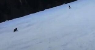 فيديو الرعب لمتزلج واجه الموت بعدما طارده دب!