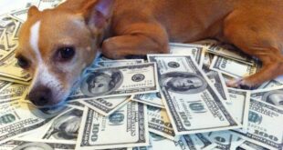 رجل أعمال يورث كلبته "لولو" 5 ملايين دولار (صورة)