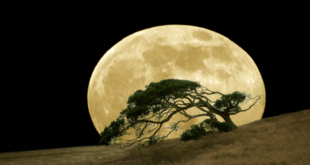 أين توجد "أشجار القمر" على الأرض؟