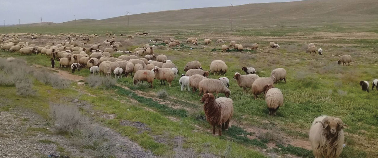 «الزراعة» تتحدث عن كارثة تهدد الثروة الحيوانية في سوريا!