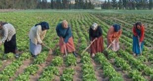 70 بالمئة من العمال في سورية من النساء