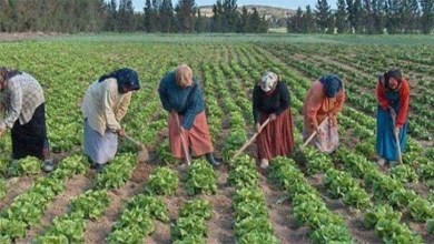 70 بالمئة من العمال في سورية من النساء