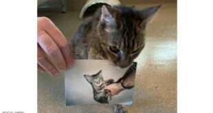 قطة تعود إلى صاحبها بعد 15 عاما من فقدانها