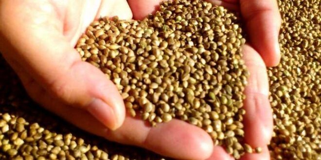 المعجزة الخضراء.. تعرف على فوائد القنب الهندي