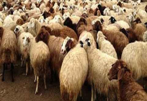 جمعية لحامين دمشق: أصغر خروف سعره 500