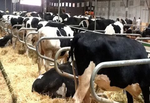 أسعار الحليب ترتفع.. والبقرة تحتاج يوميا إلى 10 آلاف