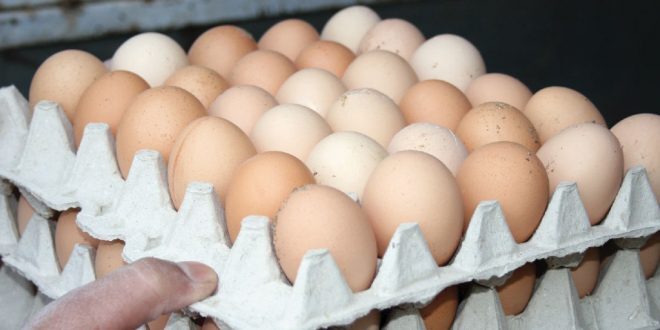 8 آلاف ليرة لطبق البيض وتجار يحتكرون المادة