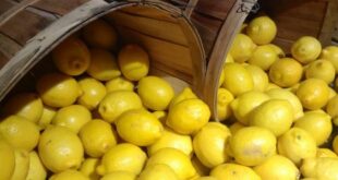 طرق تخزين الليمون لاستخدامه في غير موسمه