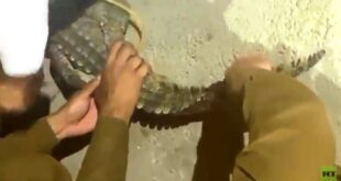 شاهد.. السيطرة على تمساح يتجول في السعودية