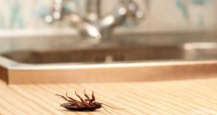 حيلة سحرية للتخلص من الصراصير في المنزل