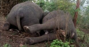 صاعقة برق تقتل 18 فيلا في ثوان