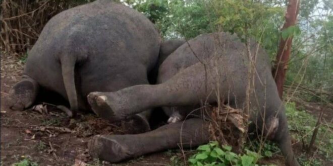 صاعقة برق تقتل 18 فيلا في ثوان