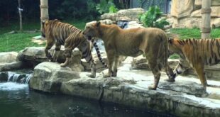 إعادة افتتاح حديقة الحيوانات في العدوي بـدمشق