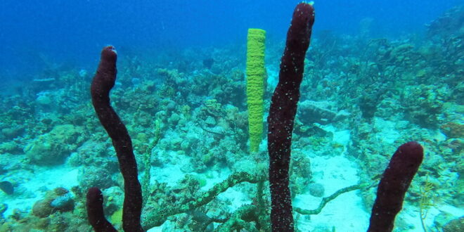 العلماء يعثرون على آثار لمواد "غير أرضية" في المحيط