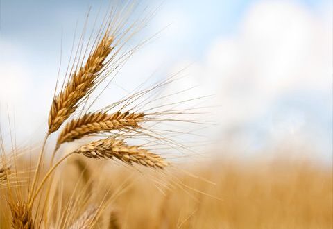 اتحاد الفلاحين: محصولا القمح والشعير في خطر
