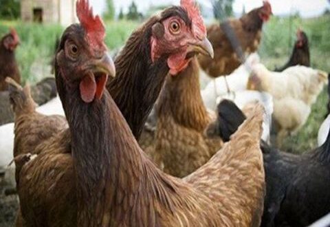 سورية تستورد 14 ألف طير دجاج من فرنسا