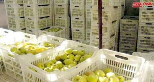 تصدير نحو 200 طن من التفاح السوري لأسواق الخارجية