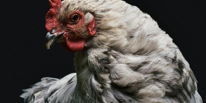 سر بيع سعودي دجاجا بـ10 آلاف ريال... فيديو