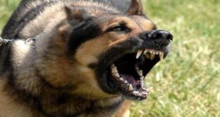 كلبٌ مسعور يهاجم 11 شخصاً في بلدة واحدة!