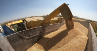 هل تعود سوريا إلى تصدير القمح