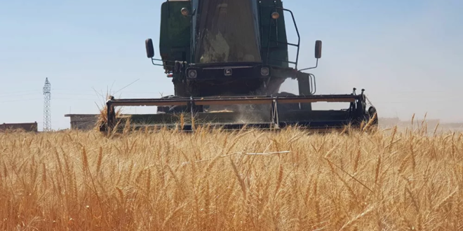 الحكومة السورية توافق على توصيات لإنقاذ موسم القمح