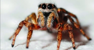 “عناكب نهاية العالم” تروع سكان منطقة أسترالية