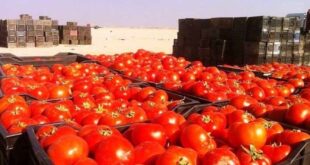 تصدير البندورة إلى العراق وراء ارتفاع أسعارها