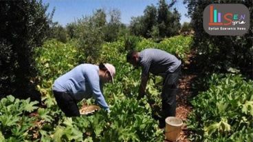 تجربة الزراعة لأسرة مكونة من 15 شخص تتحول لنجاح