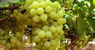 توقعات الإنتاج لهذا العام