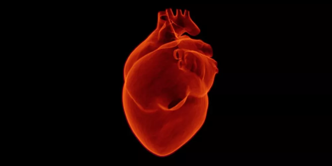 شركة فرنسية تعلن بيع أول قلب اصطناعي من إنتاجها
