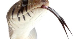ألسنة الأفاعي متشعبة
