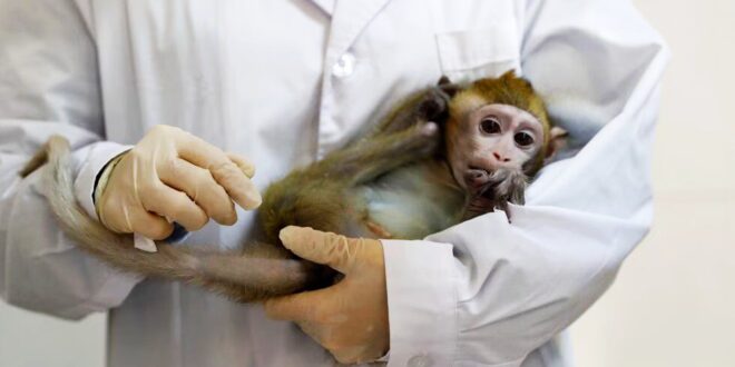 مصدره القرود.. فيروس جديد مخيف يخرج من الصين وتسجيل أول حالة وفاة به