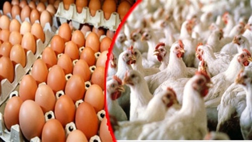 جنون أسعار الفروج والبيض مستمر … كيلو شاورما الدجاج الفرط 28500 ليرة!