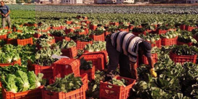 شروط السعودية لدخول الصادرات الزراعية السورية