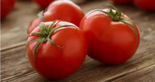 طريقة حفظ الطماطم لمدة طويلة