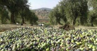 انخفاض إنتاج الزيتون في سورية 24 بالمئة